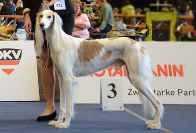 Karim CACIB Salzburg 2018