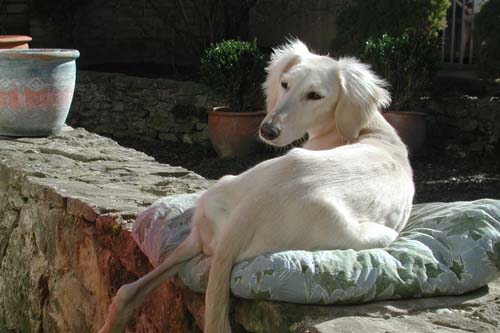 Fruehling2007_Hayfa