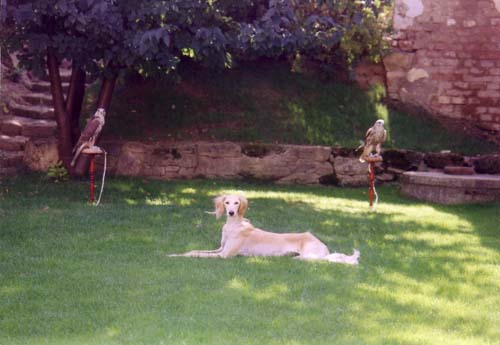 Saluki-Falken