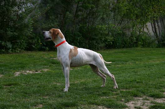 Elektra1_Mai2008