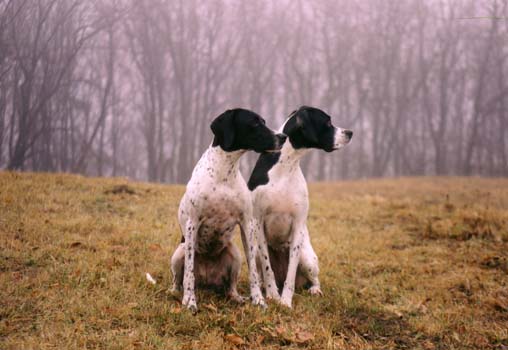 English_Pointer_Zwinger