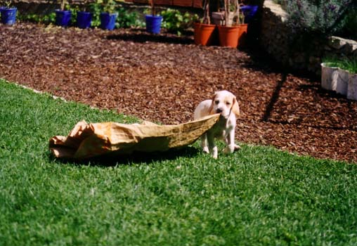 English_Pointerpuppy