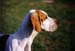 English_Pointer