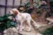 Pointer_of_Falconers_Dream