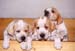 Puppys