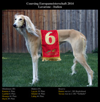 CEM 2014 Saluki