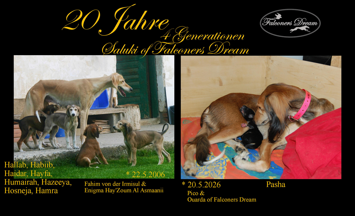 20 years Saluki