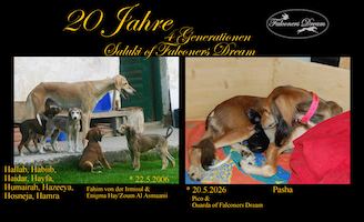 20 years saluki