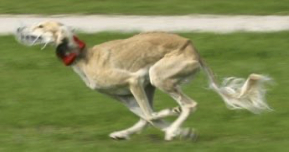 Coursing fahim