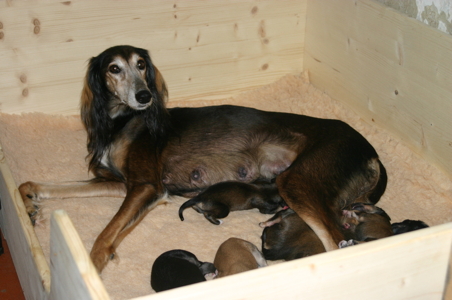 Laaibah puppies