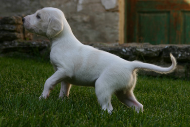 Saluki