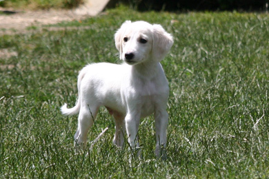 Saluki