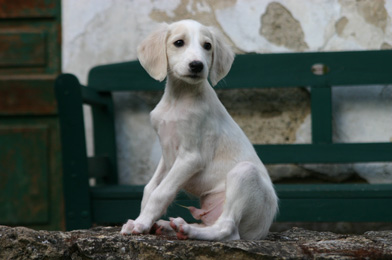 Saluki