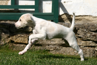 Saluki