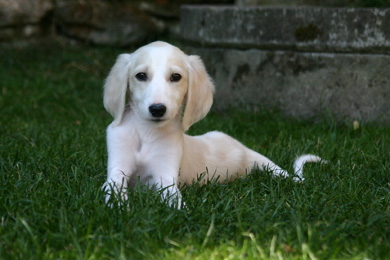 Saluki