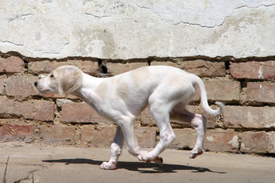 Saluki