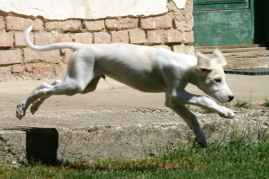 Saluki