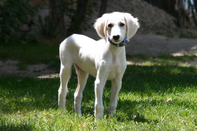 Saluki