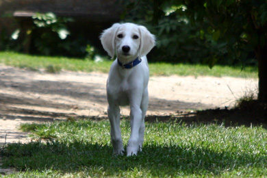 Saluki