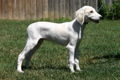 Saluki