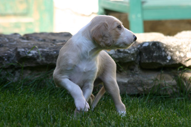 Saluki