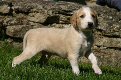 Saluki