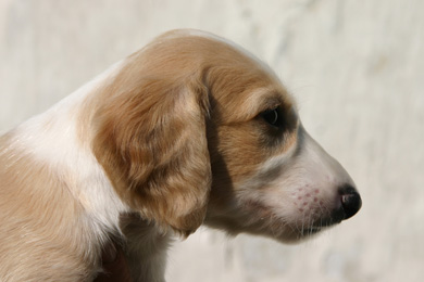 Saluki