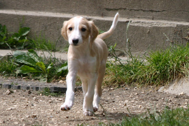 Saluki