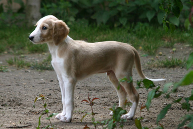 Saluki