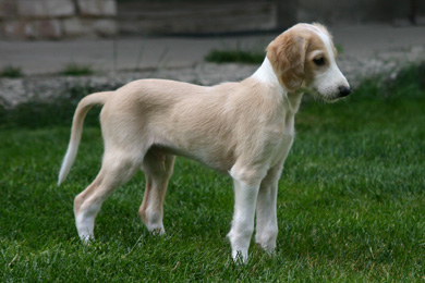 Saluki