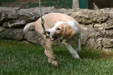 Saluki