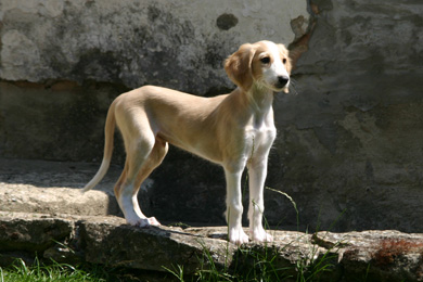 Saluki