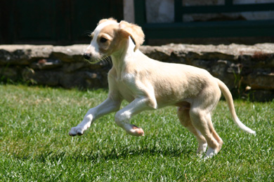 Saluki