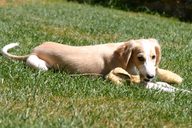 Saluki