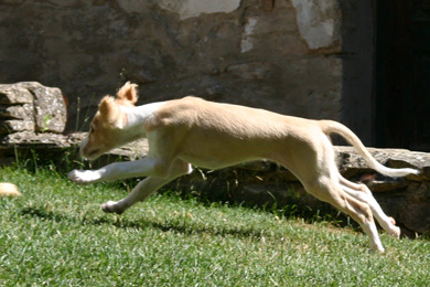 Saluki