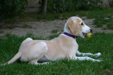 Saluki