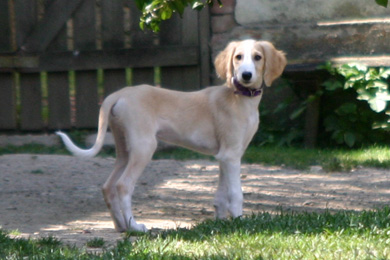 Saluki