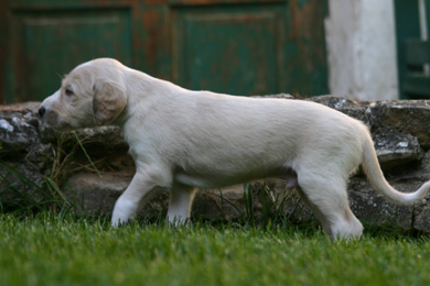 Saluki