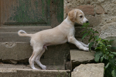 Saluki