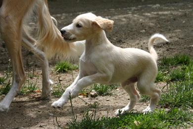 Saluki