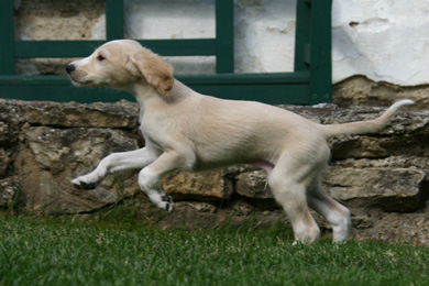 Saluki