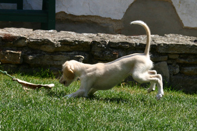 Saluki