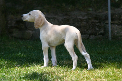 Saluki