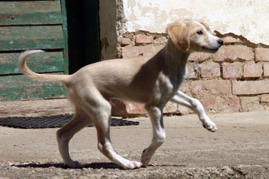 Saluki