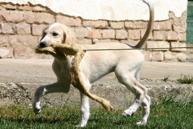 Saluki