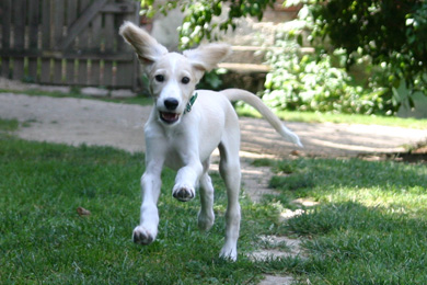 Saluki