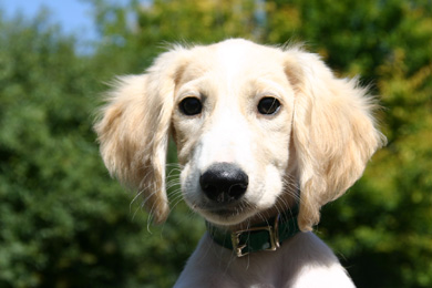 Saluki