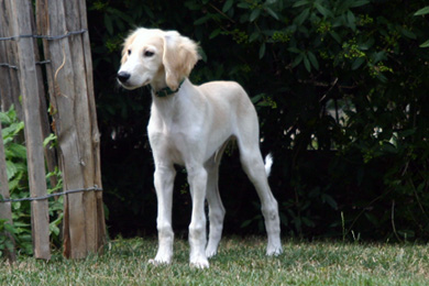 Saluki