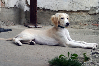 Saluki