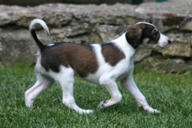 Saluki